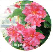 exotique12_begonia.bmp