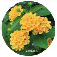 exotique11_lantana.bmp