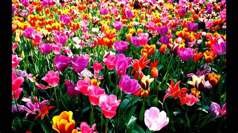 Jolie fleurs des champs . . - YouTube