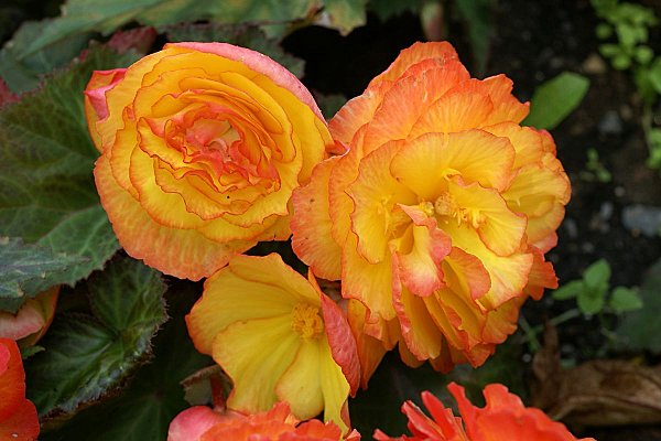  Photo gratuite B�gonia tub�reux hybride - Begonia Tuberhybrida (horticole) 