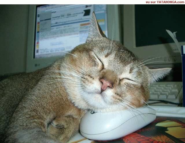 http://img137.imageshack.us/img137/1139/lechatetlasouris9slvo9.jpg